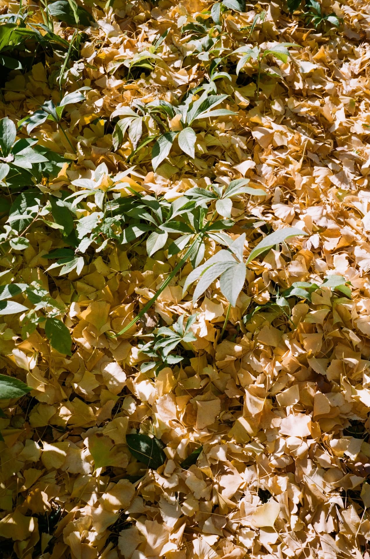 Tokyo on Sun, December 15, 2024 by cle (Christian Le)